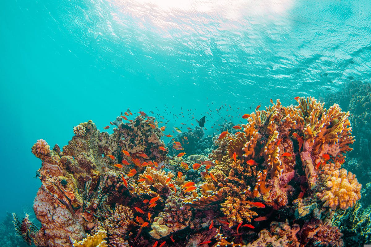 Colorful coral reef 